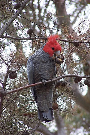 Gang-gang Cockatoo - Australian birds