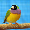 Gouldian Finch - Australian Birds