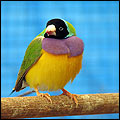 Gouldian Finch photos