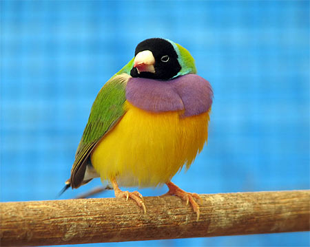 Gouldian Finches - Australian birds