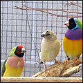 Gouldian Finches photos