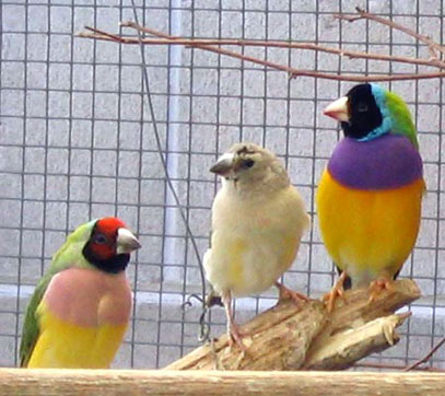 Gouldian Finches - Australian birds