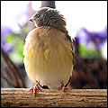 Gouldian Finch photo