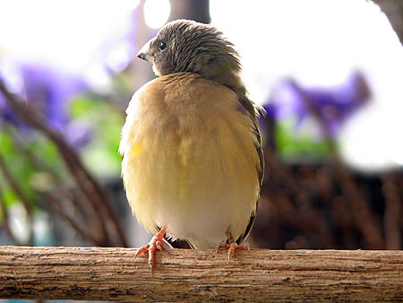 Gouldian Finches - Australian birds
