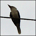 Kookaburra photos