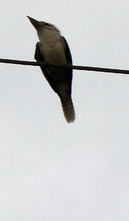 laughing kookaburra - Australian birds