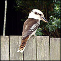 Kookaburra photograph