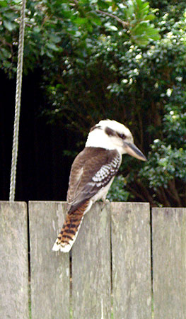 laughing kookaburra - Australian birds