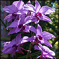 Cooktown Orchid flower photo