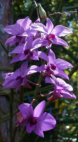 floral emblem of queensland