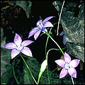royal bluebell flower photo