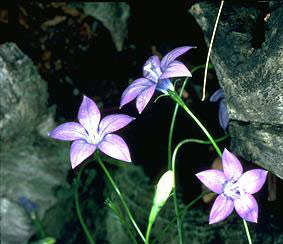 floral emblem of act royal bluebell