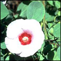 Sturt's Desert Rose flower photo