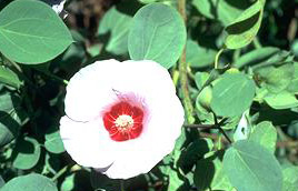 floral emblem of the northern territory