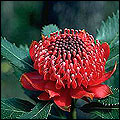 NSW Waratah flower photo