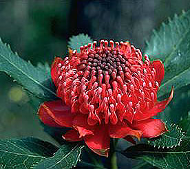 floral emblem of new south wales