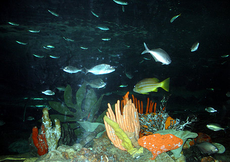 sydney aquarium photo